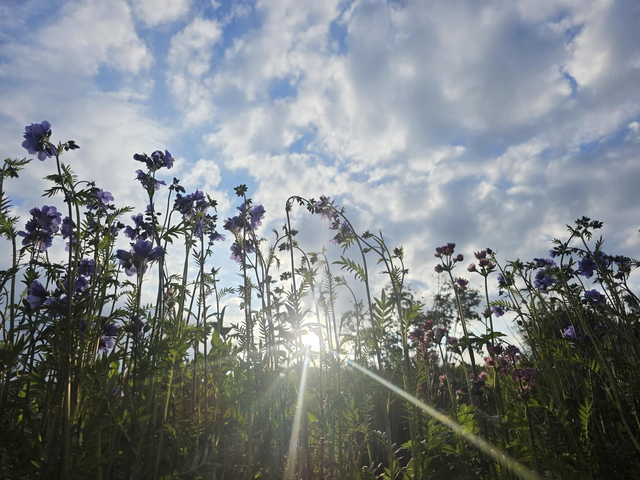 Brush Strokes & Blooms - Tuesday 2nd September - Golden Hour - 4pm - 8pm