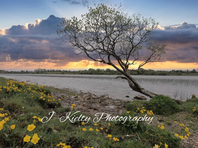 A lone Tree on the shores of Lough Glynn Lake, County Roscommon. 