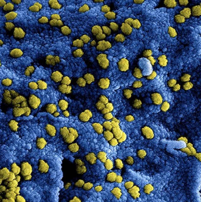 MARCADORES INTESTINALES COMPLETO