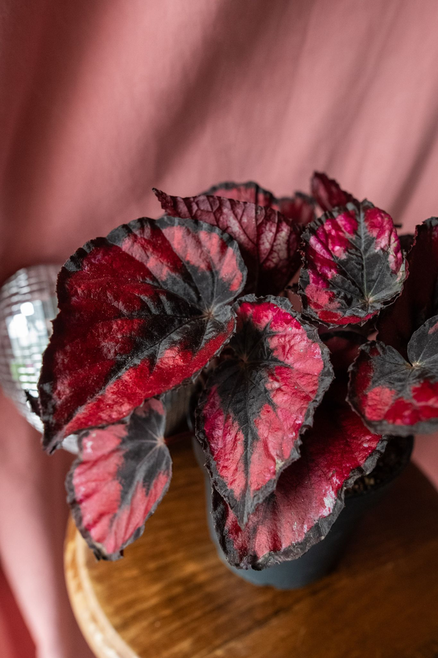 Begonia 'Red Kiss' 🌿