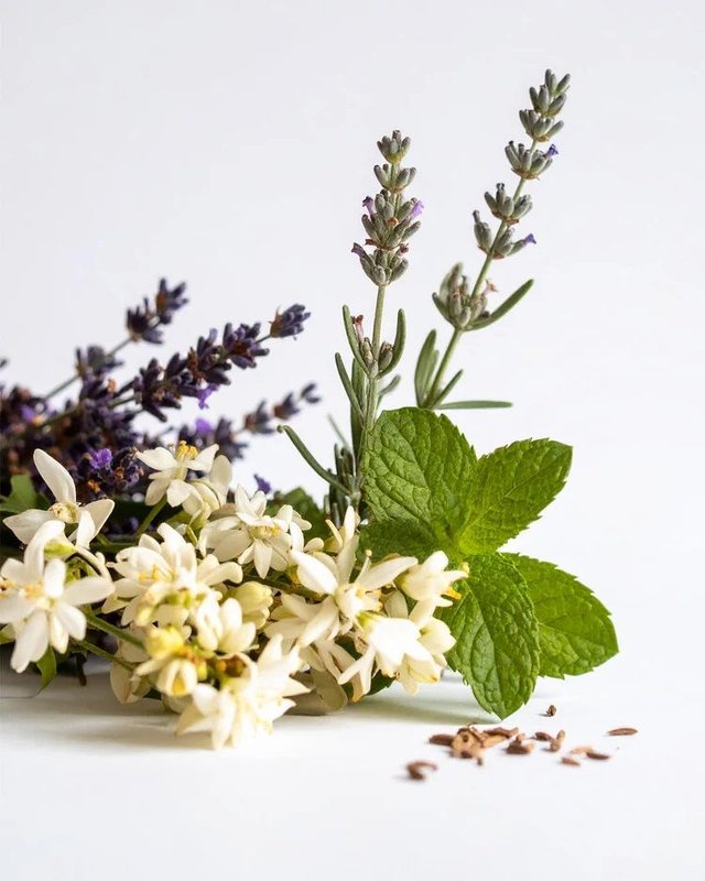 PARFUMS NOX - 167 Évoque Le Male Parfum pour HOMME