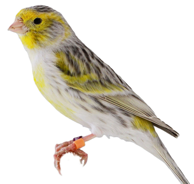 Le canari agathe mosaique jaune 
