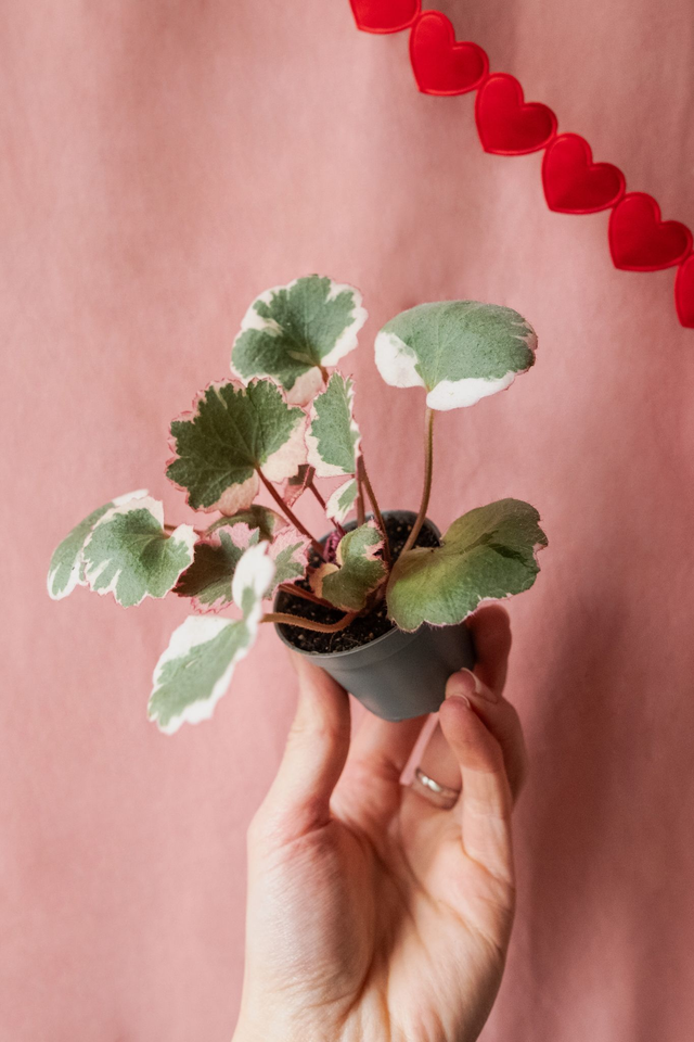 Saxifraga Tricolor 🌿