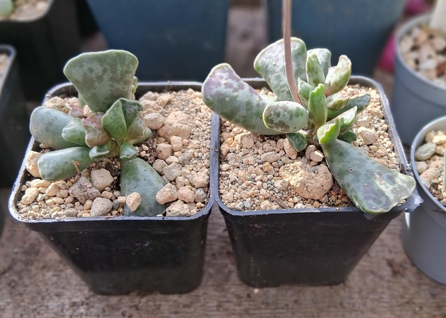 D142 . Adromiscus cooperi in quadro 7