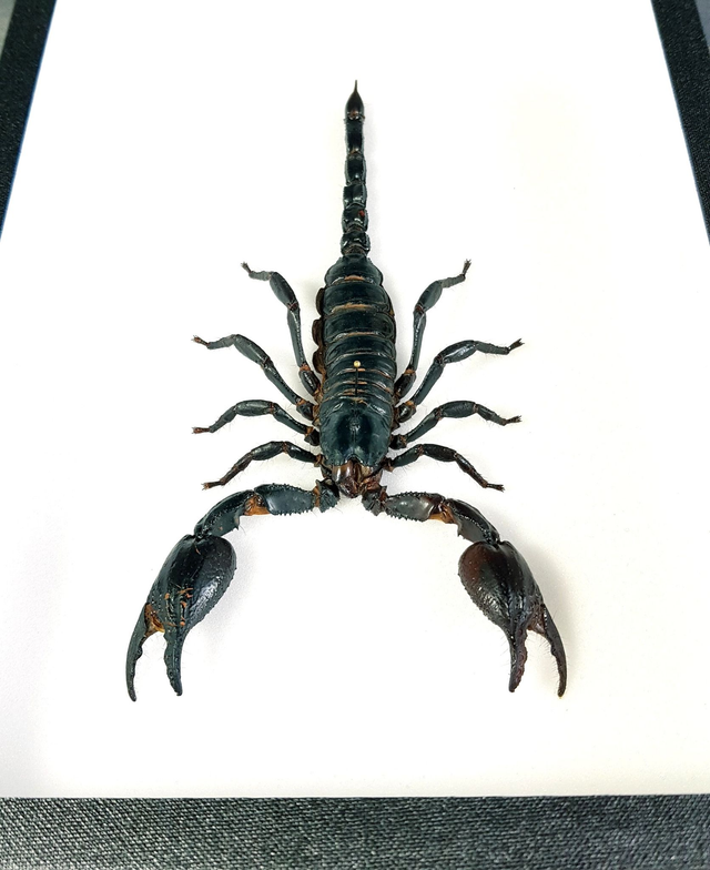 Heterometrus laoticus