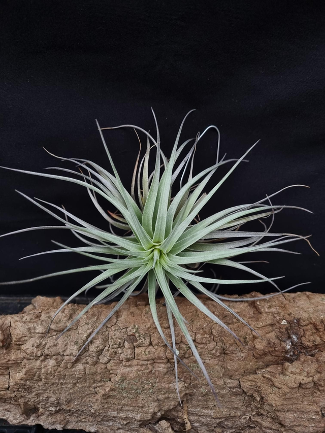Tillandsia Houston Red Princess