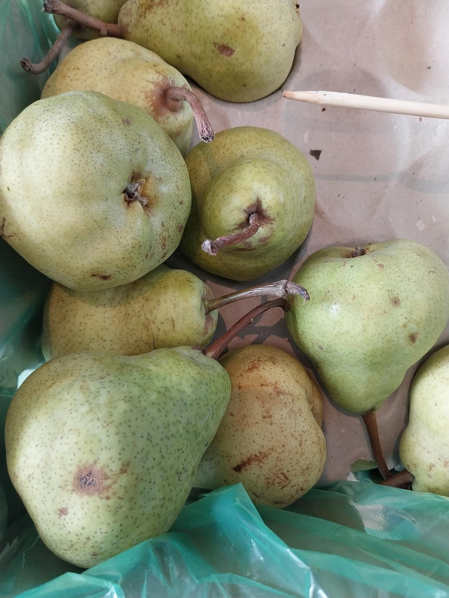 Packham Pear 