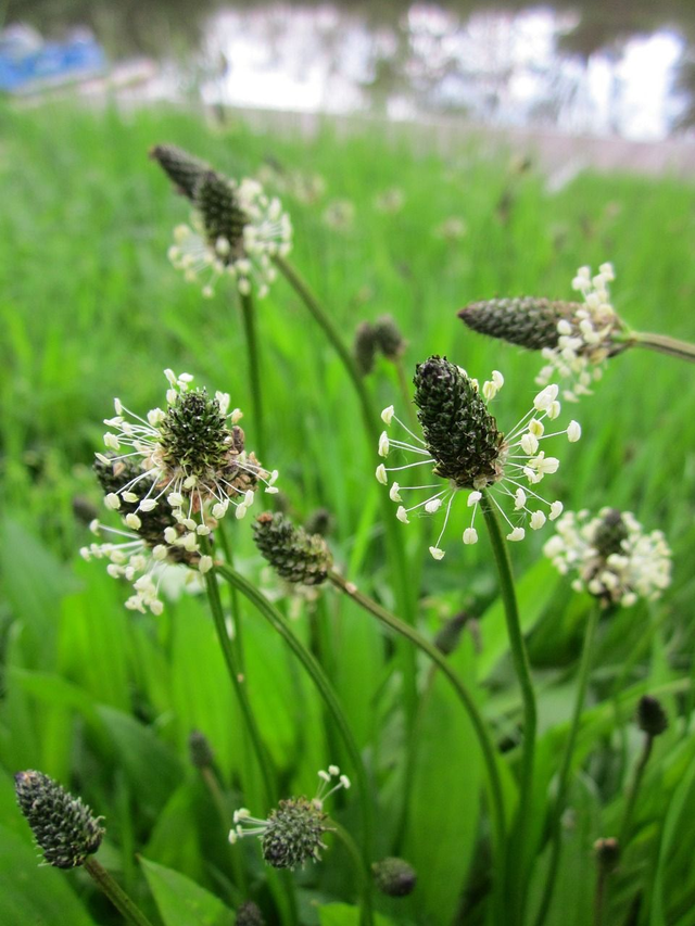 Plantain lancéolé (Plantago lanceolata)