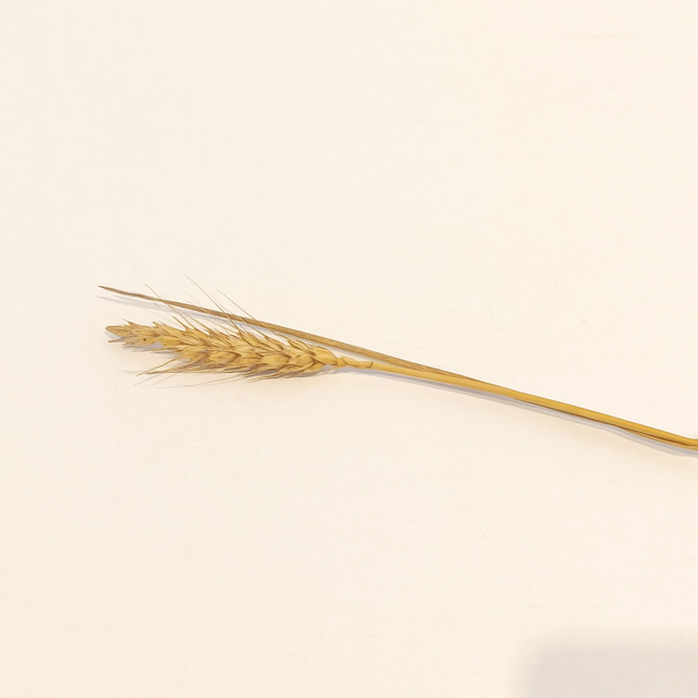Blé séché – Épis naturels pour bouquets secs et décoration florale champêtre