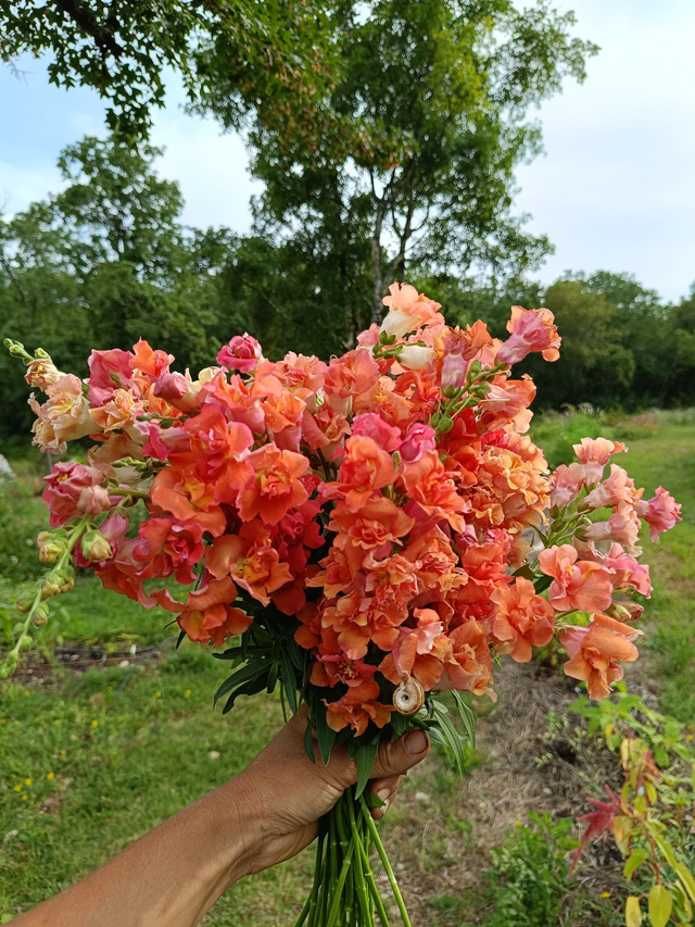 Muflier 'double Mme Butterfly bronze'