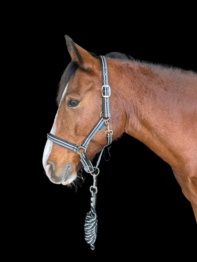 LICOL + LONGE NORTON "BRILLANT"