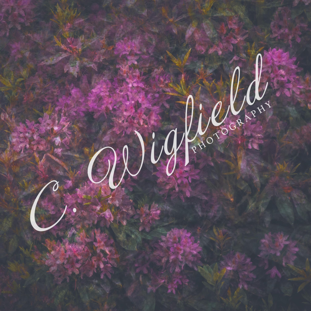 Rhododendron Mounted Print