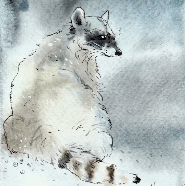 Képeslap, mosómedve