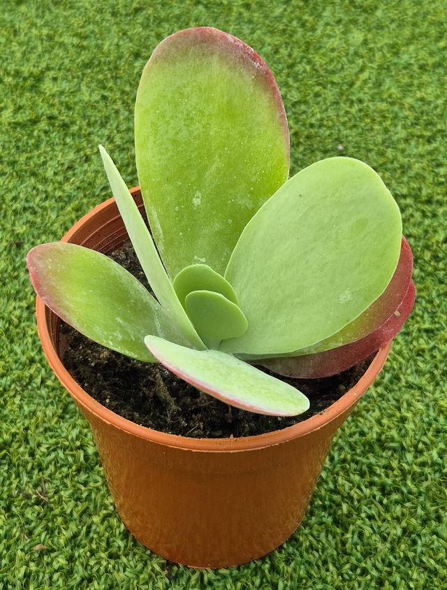 Kalanchoe thyrsiflora  - Paddle Plant 