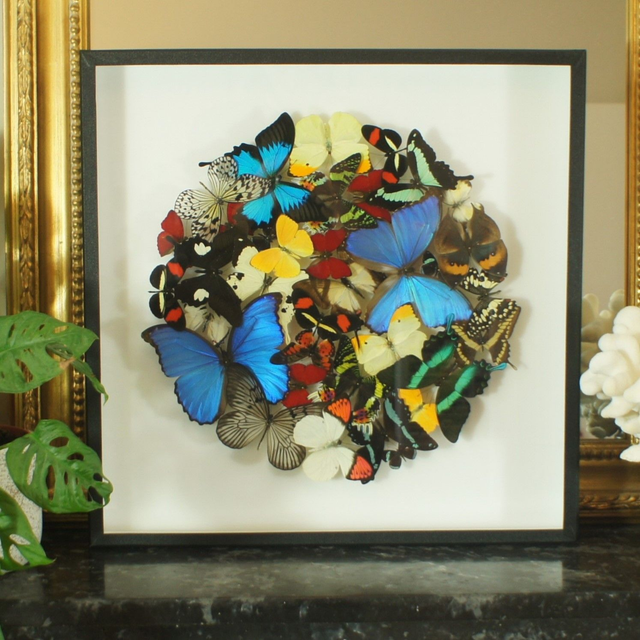 Envolée circulaire de papillons exotiques 