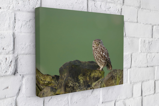 "Little Owl" Canvas