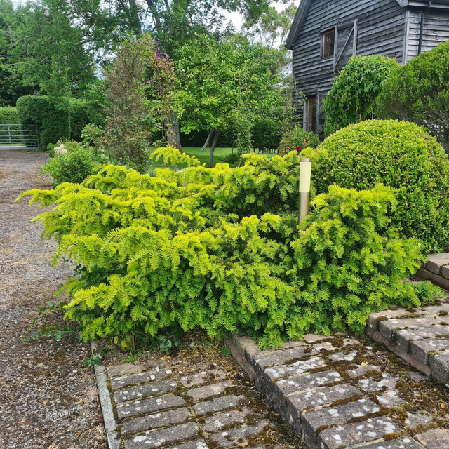 Prostrate Japanese Plum Yew - 1 ltr pot