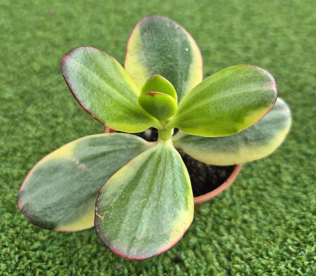 Crassula ovata &#039;Alba&#039; (Rare)