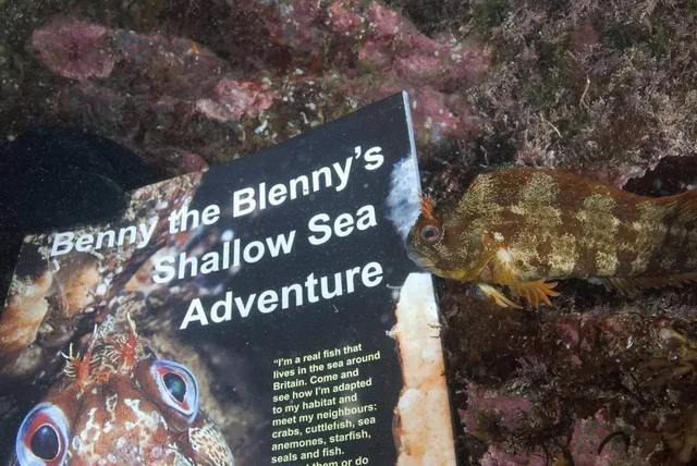 Benny The Blenny's Shallow Sea Adventure By Teresa Naylor