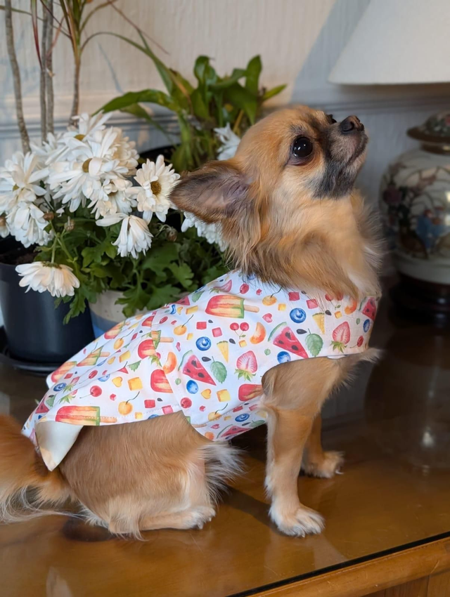 Handmade cotton dog dress