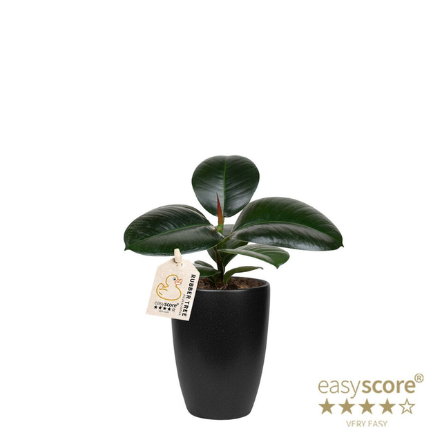 C11 . Ficus elastica 'Sofia'