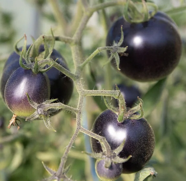 Tomate Cerise Bosque Blue (Mi-saison) AB - Solanum lycopersicum 