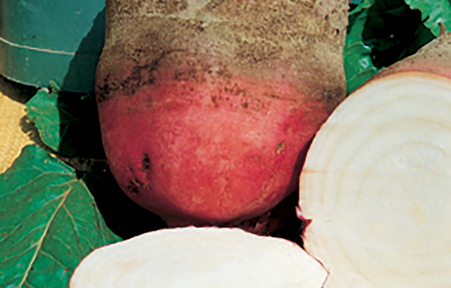 Betterave fourragère rouge d’Eckendorf