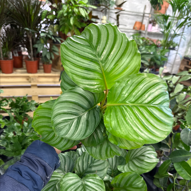 Calathea Orbifolia