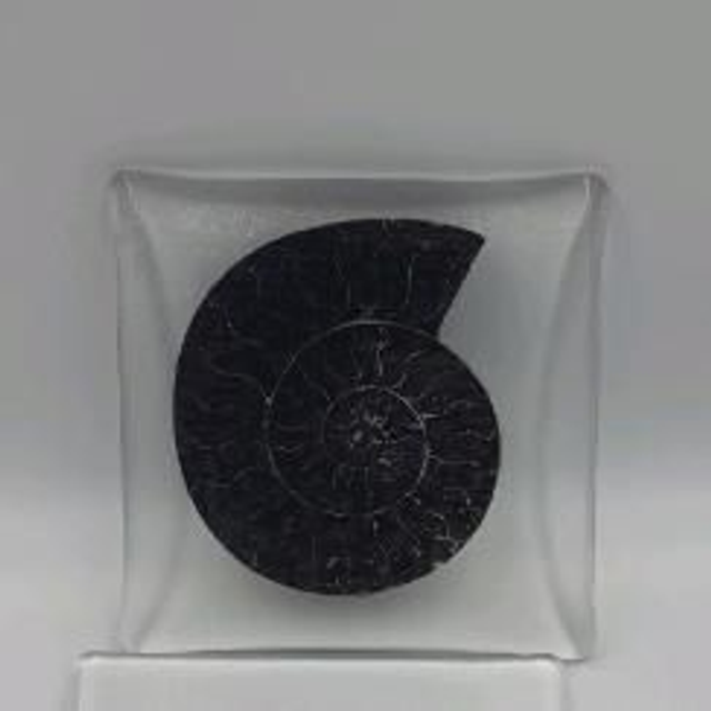 Ammonite coaster 