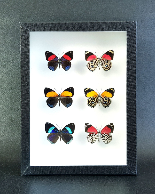 Collection de Callicore