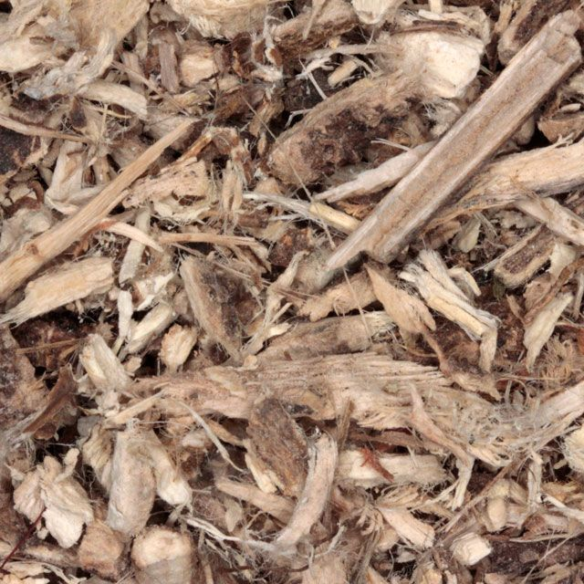 Heemstwortel (marshmallow root) (Althaea officinalis) - BIO