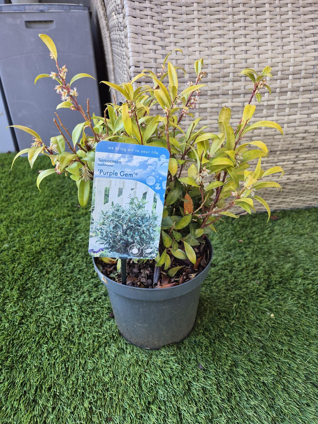 Sarcococca purple gem 