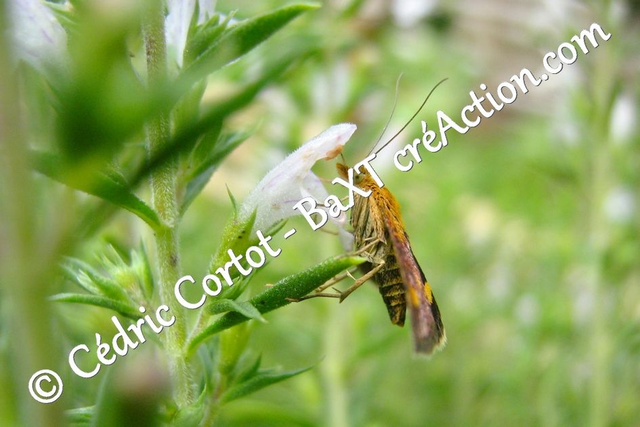 Impression sur alu dibond - Le petit monde du Vivant (ref 5290)