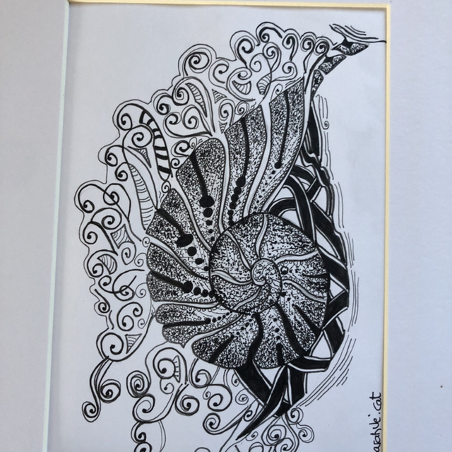 Coquillage en spirale - 21 x 27 cm - encadrement blanc &amp; bois 