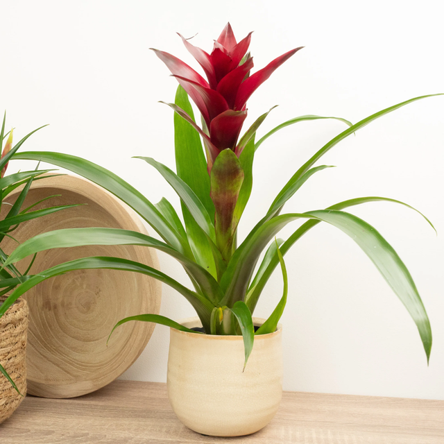 Bromelia gem (store collection only at checkout)