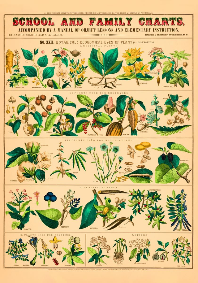 Economical Uses of Plants