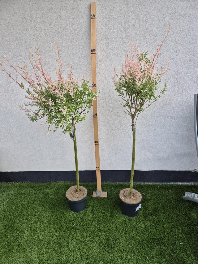 Saule crevette pot 6,3L