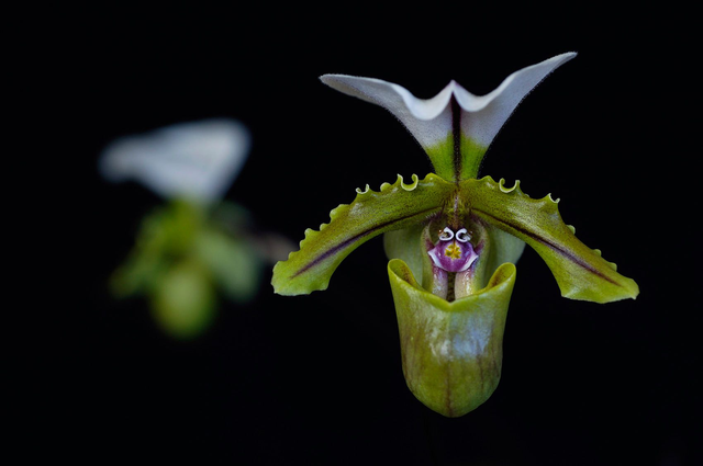 Redemption Dream Essence