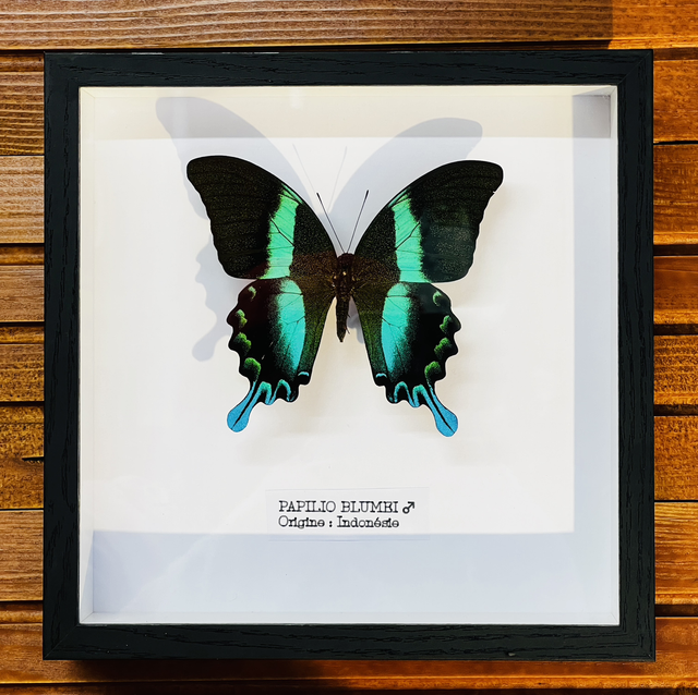 Papilio Blumei - Mâle