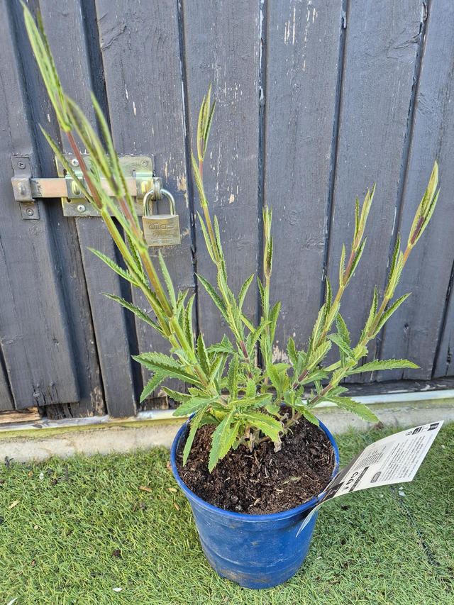 Verveine de Buenos aires Lollipop pot 15cm