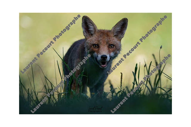 Renard Roux
