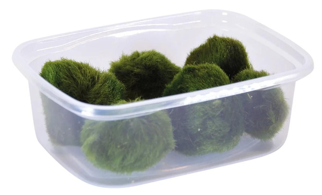 Bakje 6x Cladophora mossballetjes 8715897293122
