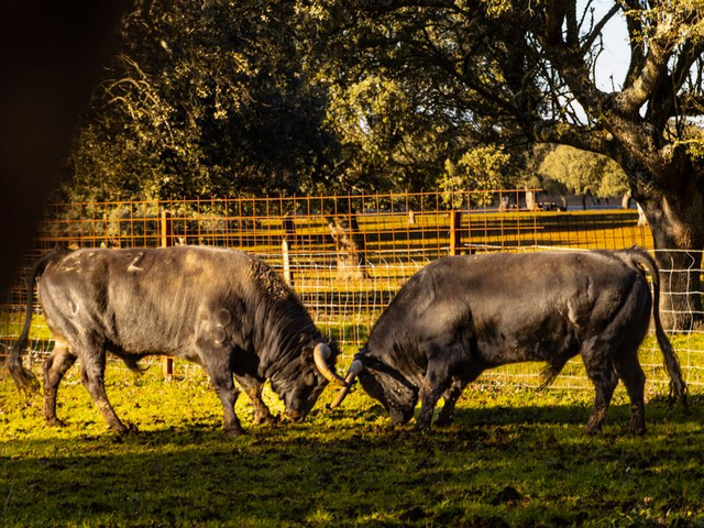 Ganaderia Fraile Valdefresno 