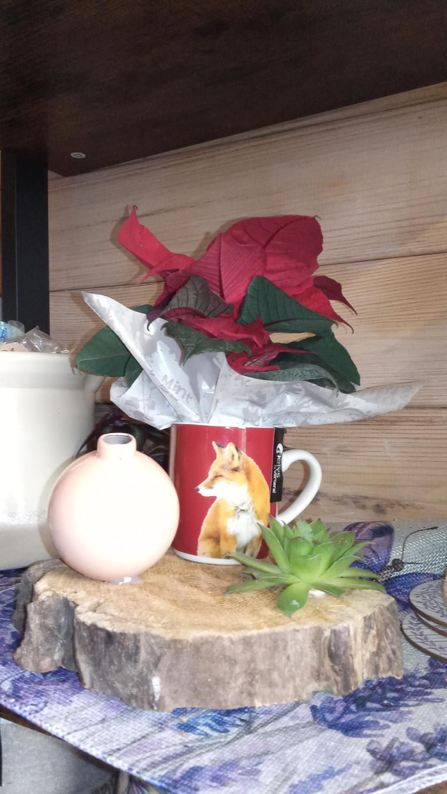 Compo tasse renard poinsetia 