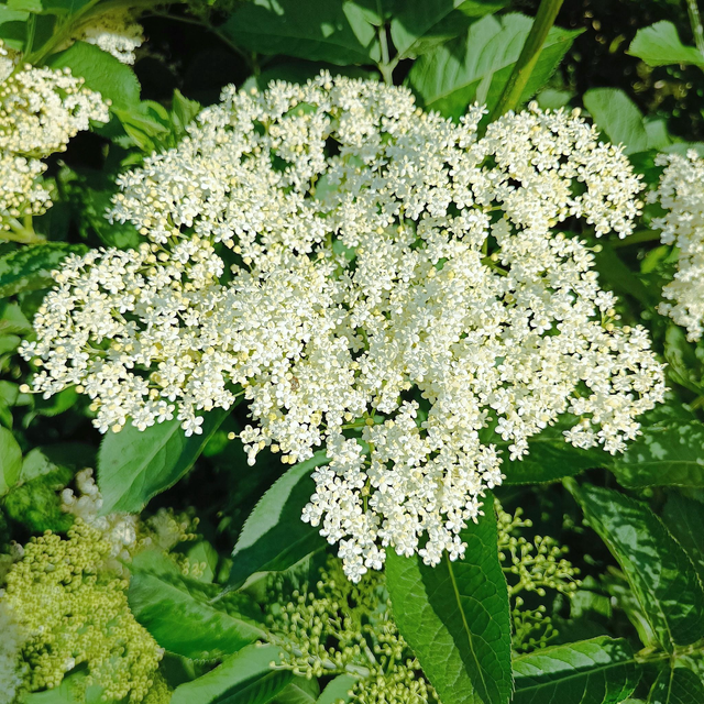 Holunderblüten, frisch, BIO