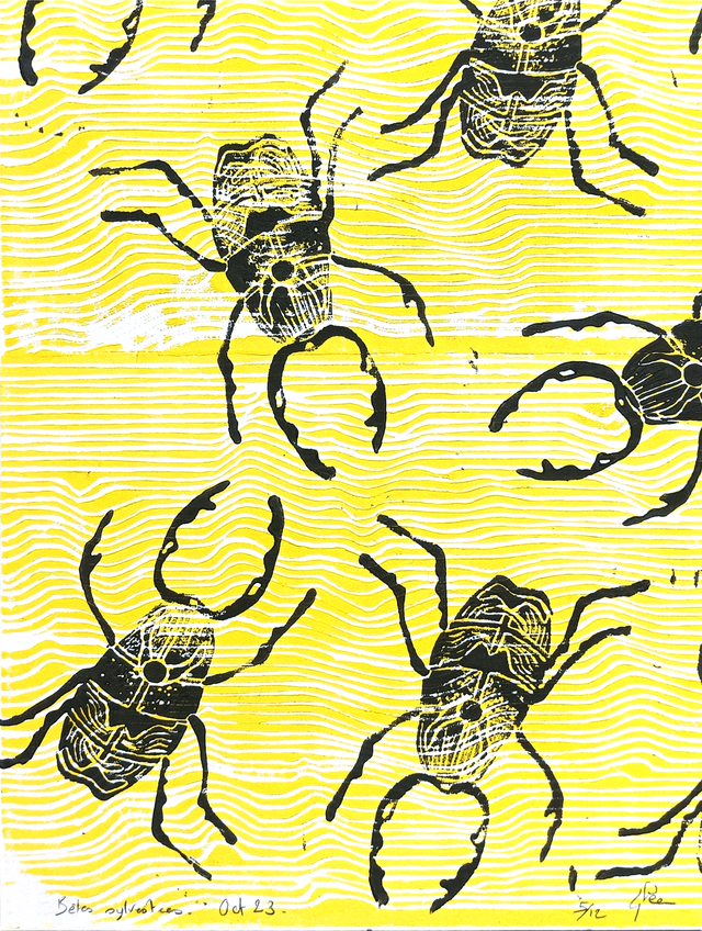 Bêtes sylvestres A5+ 5/12