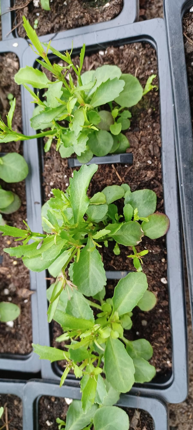 Lobelia Fountain Light Blue