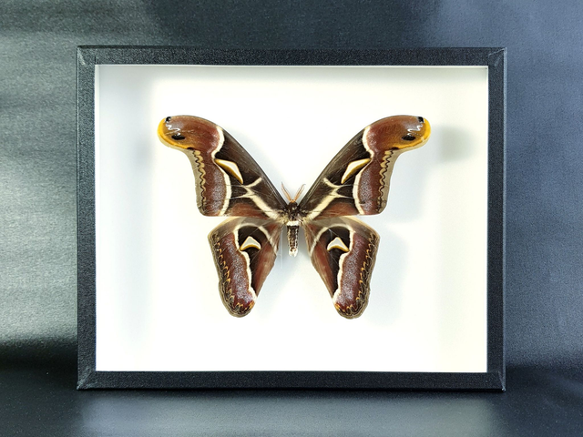 Archaeoattacus edwardsii