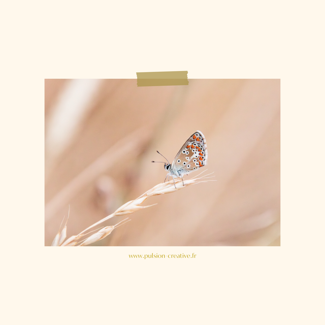 Carte postale photographie #6 Papillon