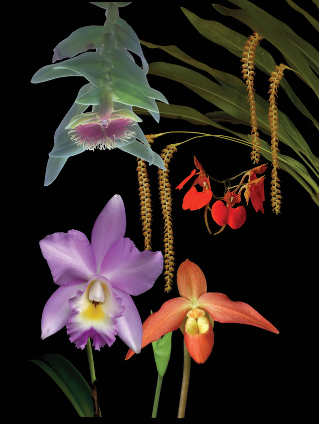 Active Serenity Combination Essence